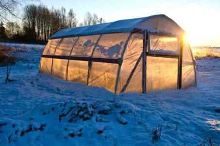 greenhouse-vegetables-year-round